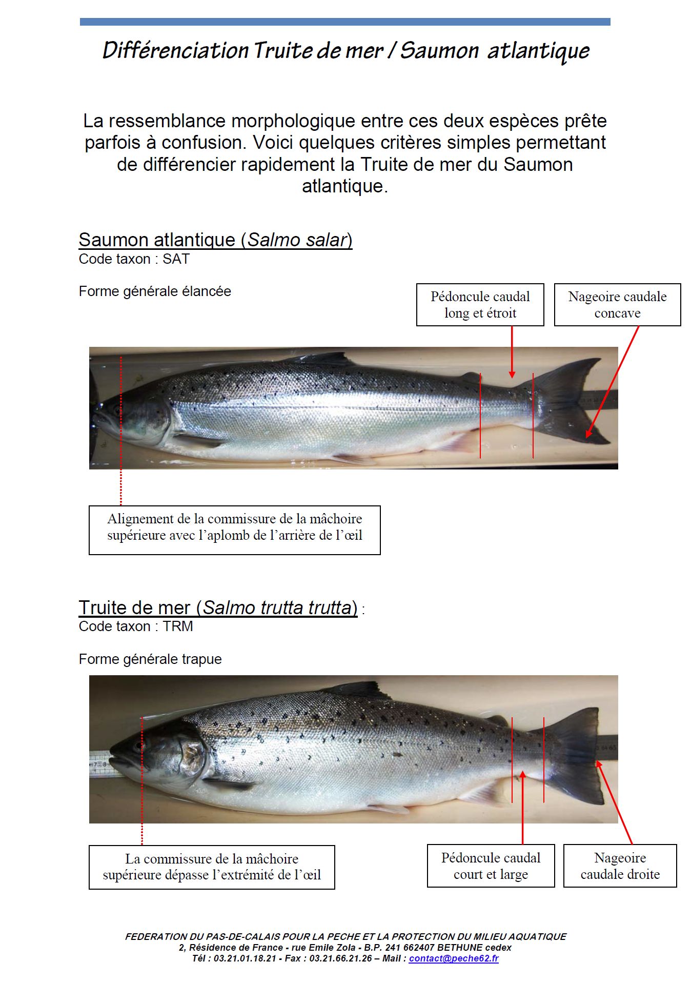 truite de mer des sables