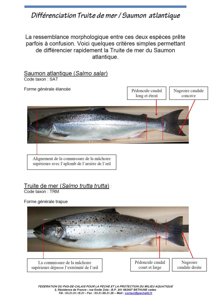 Apprendre à différencier une truite d'un saumon atlantique en image !